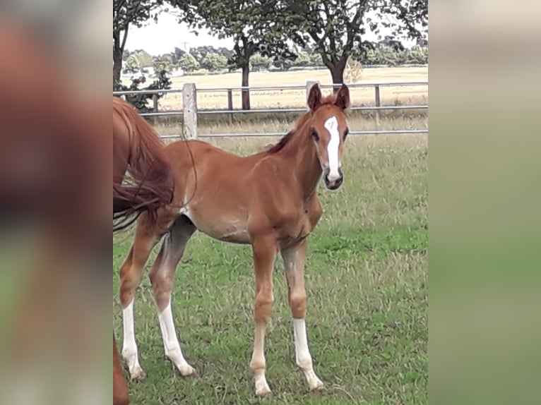 Trakehner Étalon 2 Ans Alezan brûlé in Crivitz