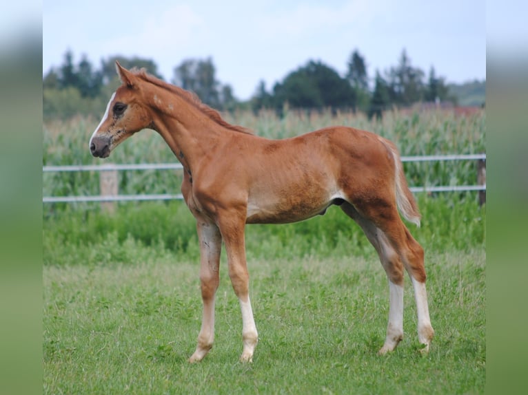 Trakehner Étalon 2 Ans Alezan brûlé in Crivitz