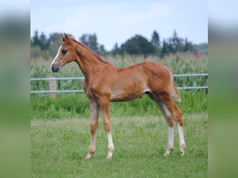 Trakehner Étalon 2 Ans Alezan brûlé in Crivitz