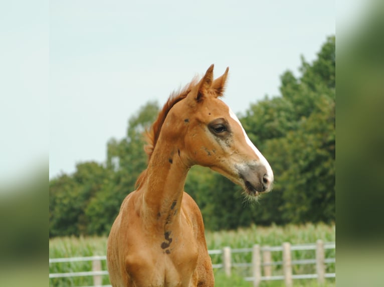 Trakehner Étalon 2 Ans Alezan brûlé in Crivitz