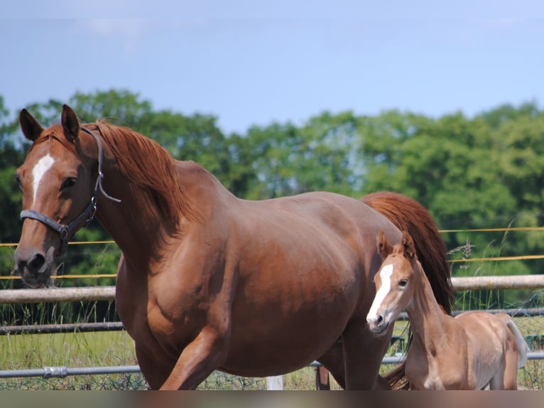 Trakehner Étalon 2 Ans Alezan brûlé in Crivitz