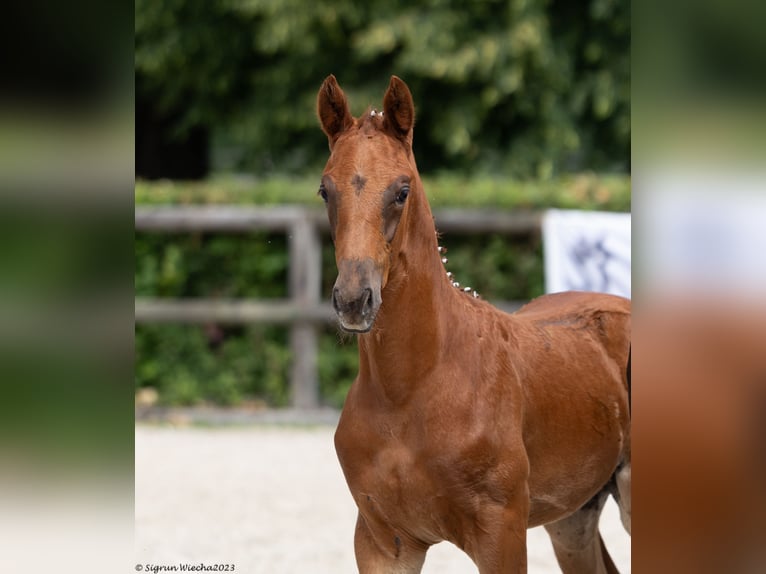 Trakehner Étalon 2 Ans Alezan brûlé in Zeischa