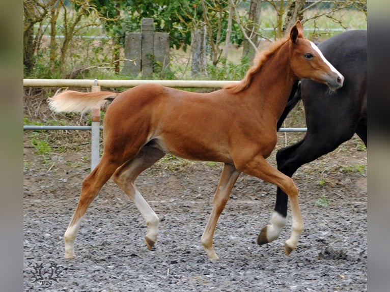 Trakehner Étalon 2 Ans Alezan in Crivitz