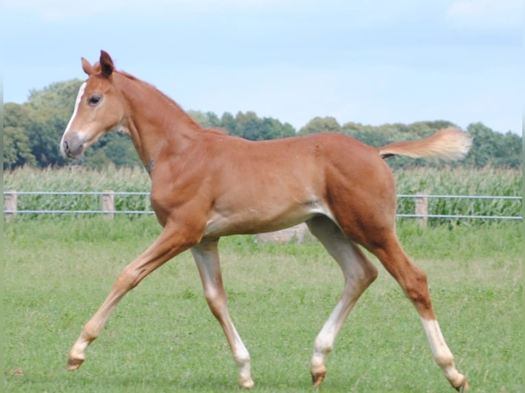 Trakehner Étalon 2 Ans Alezan in Crivitz