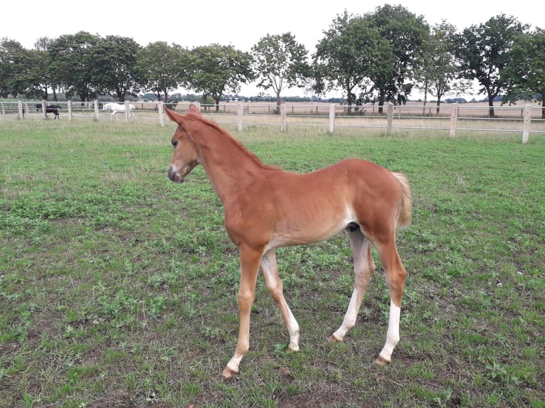 Trakehner Étalon 2 Ans Alezan in Crivitz