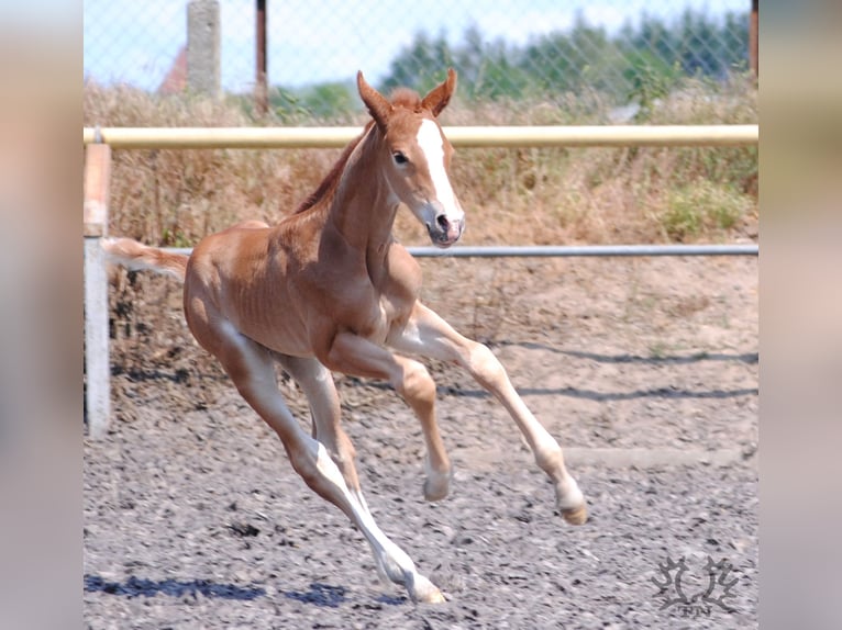 Trakehner Étalon 2 Ans Alezan in Crivitz