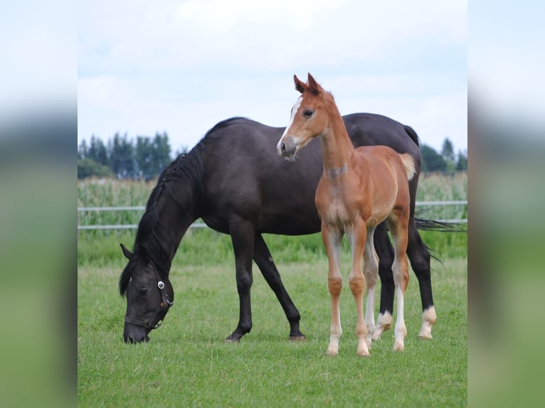 Trakehner Étalon 2 Ans Alezan in Crivitz