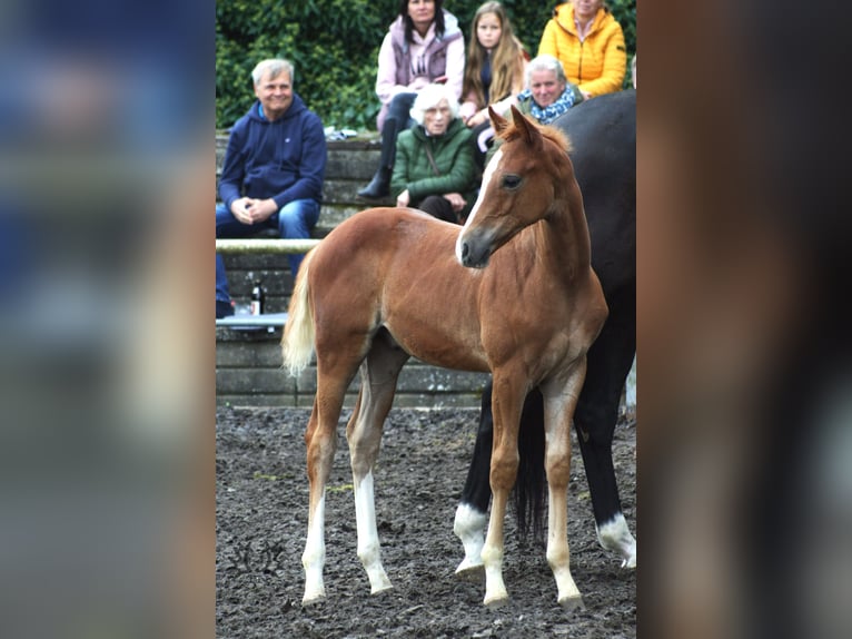 Trakehner Étalon 2 Ans Alezan in Crivitz