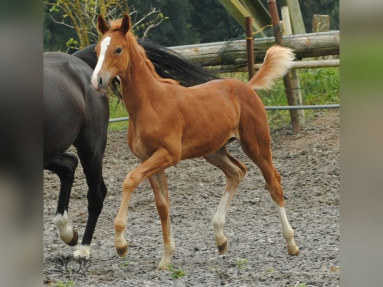 Trakehner Étalon 2 Ans Alezan in Crivitz