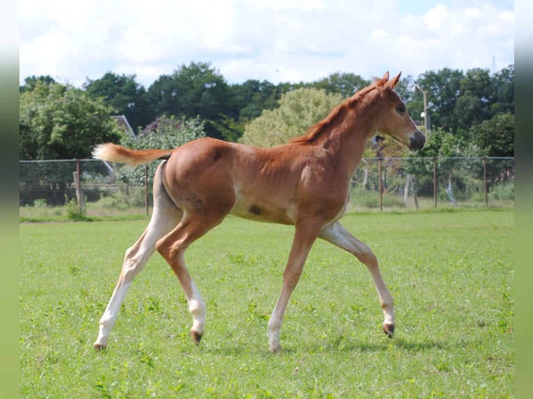 Trakehner Étalon 2 Ans Alezan in Crivitz