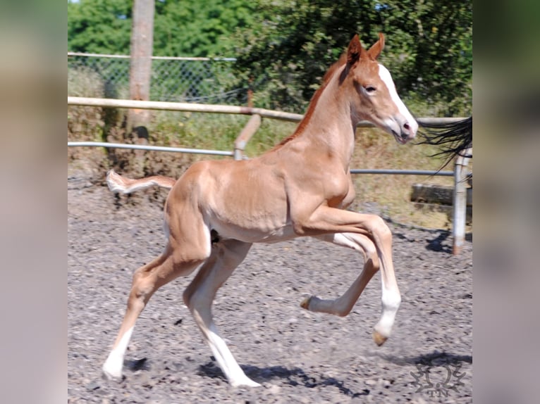 Trakehner Étalon 2 Ans Alezan in Crivitz