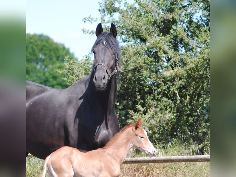 Trakehner Étalon 2 Ans Alezan in Crivitz