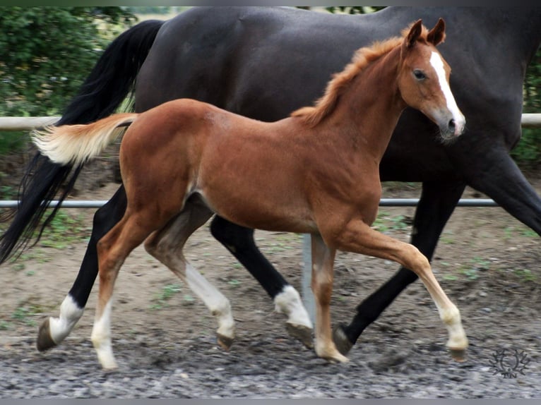 Trakehner Étalon 2 Ans Alezan in Crivitz