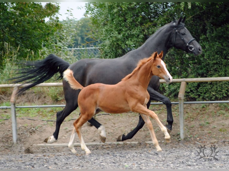 Trakehner Étalon 2 Ans Alezan in Crivitz