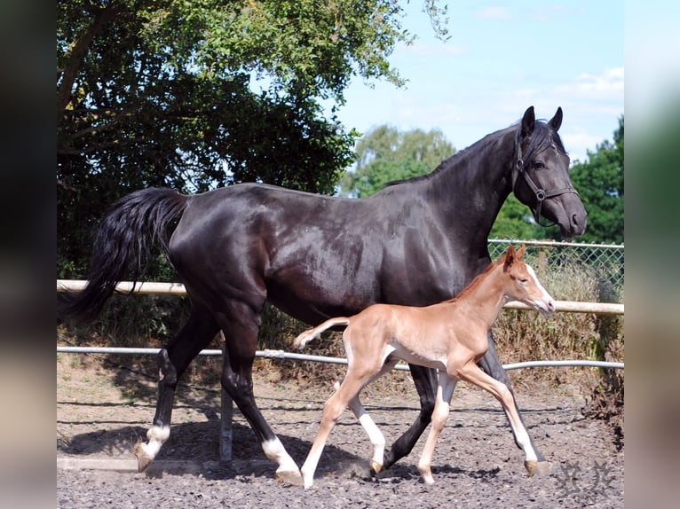 Trakehner Étalon 2 Ans Alezan in Crivitz