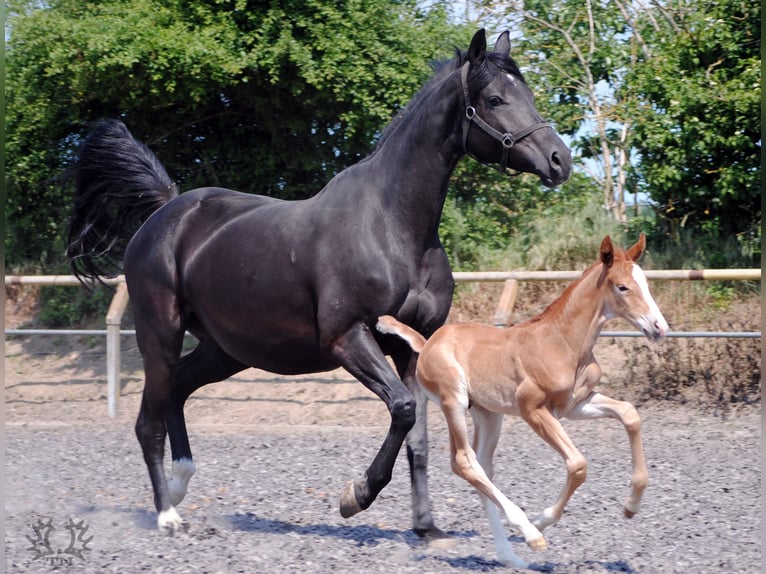 Trakehner Étalon 2 Ans Alezan in Crivitz