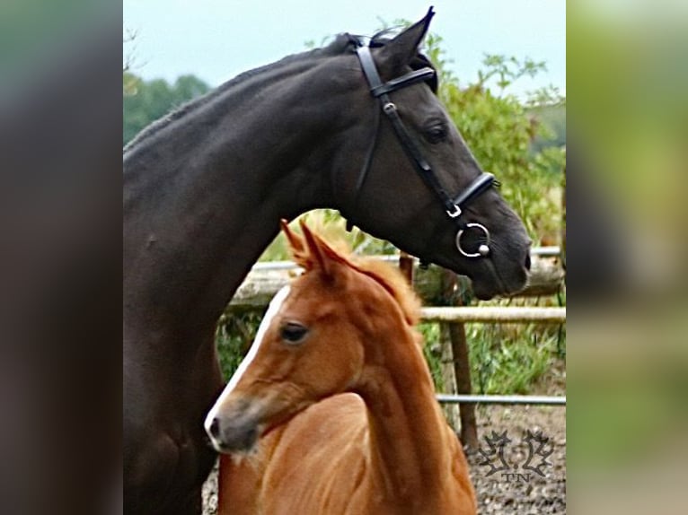 Trakehner Étalon 2 Ans Alezan in Crivitz