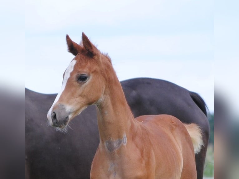 Trakehner Étalon 2 Ans Alezan in Crivitz