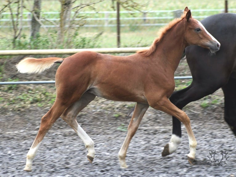 Trakehner Étalon 2 Ans Alezan in Crivitz