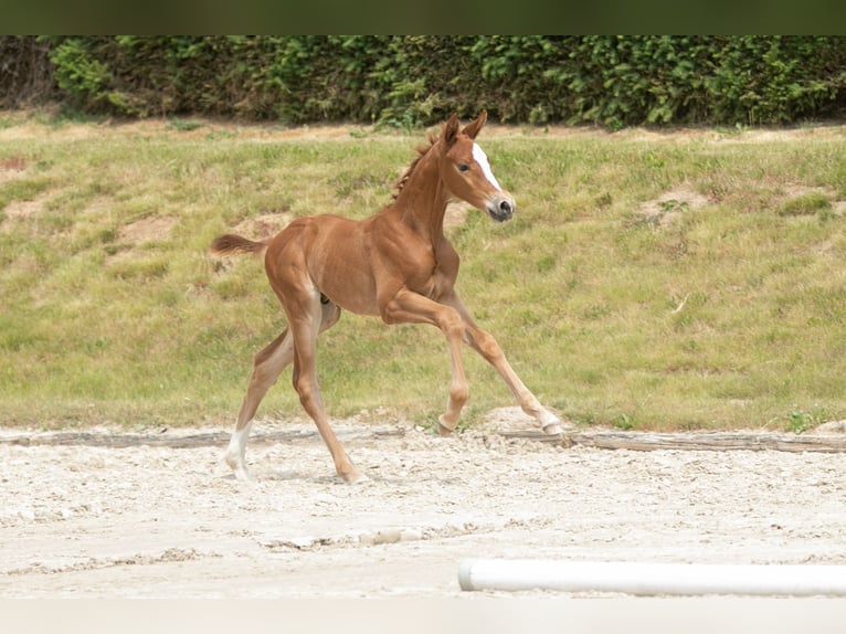 Trakehner Étalon 2 Ans Alezan in Fröttstädt