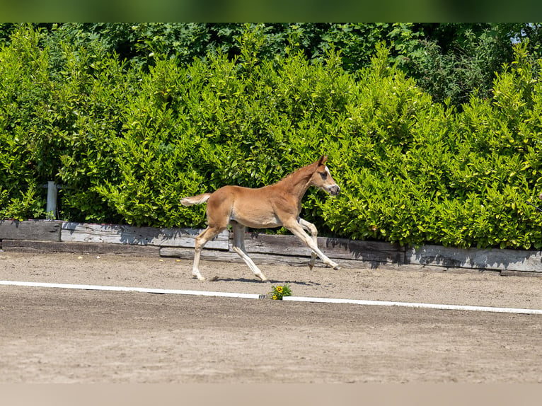 Trakehner Étalon 2 Ans Alezan in Kollmoor