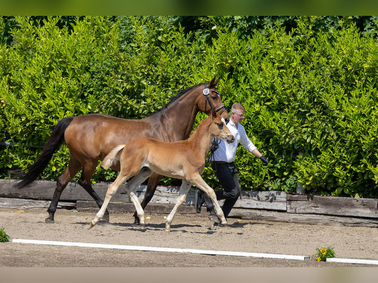 Trakehner Étalon 2 Ans Alezan in Kollmoor