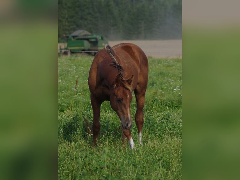 Trakehner Étalon 2 Ans Alezan in linn
