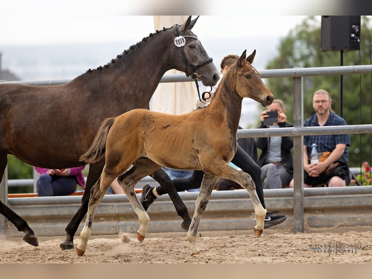 Trakehner Étalon 2 Ans Bai brun in Niederneisen