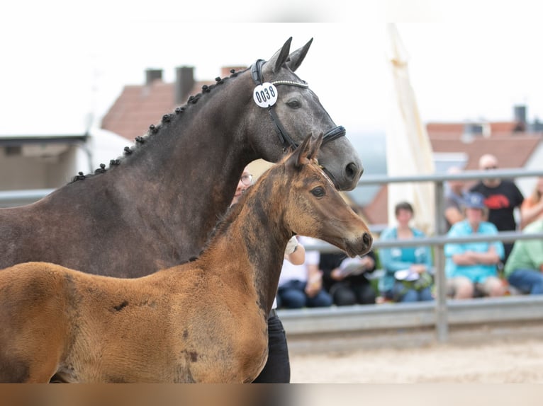 Trakehner Étalon 2 Ans Bai brun in Niederneisen