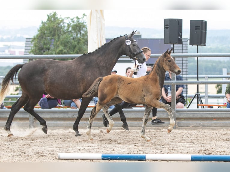 Trakehner Étalon 2 Ans Bai brun in Niederneisen