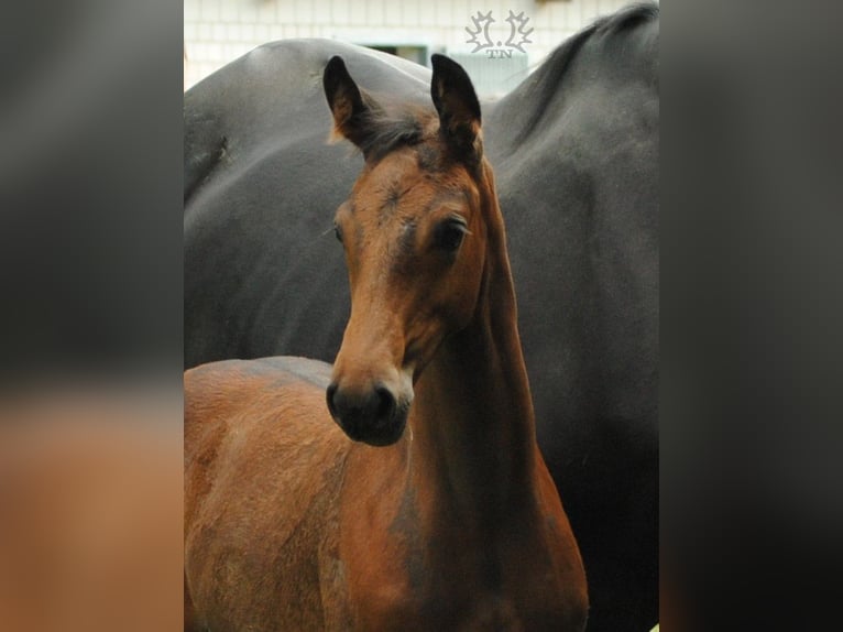 Trakehner Étalon 2 Ans Bai brun in Crivitz