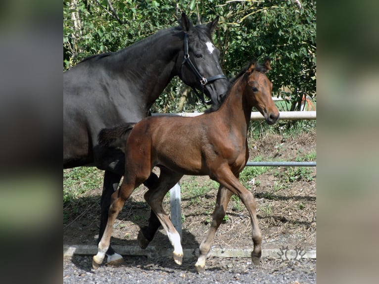 Trakehner Étalon 2 Ans Bai brun in Crivitz