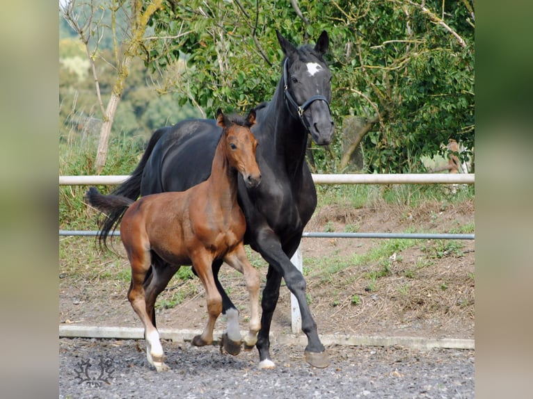 Trakehner Étalon 2 Ans Bai brun in Crivitz