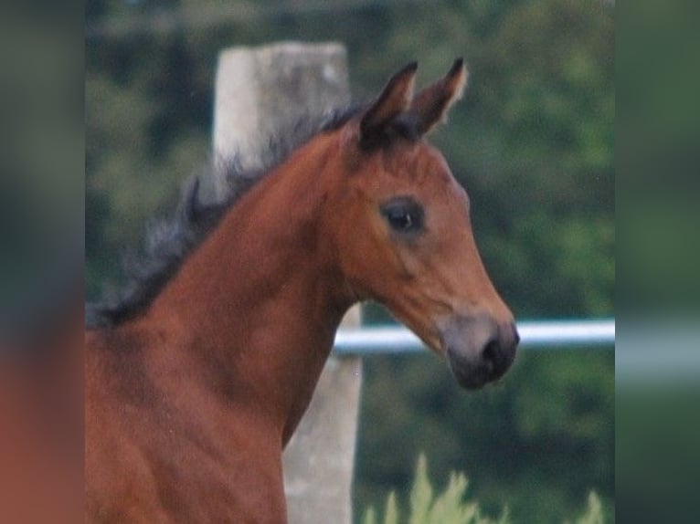 Trakehner Étalon 2 Ans Bai brun in Crivitz