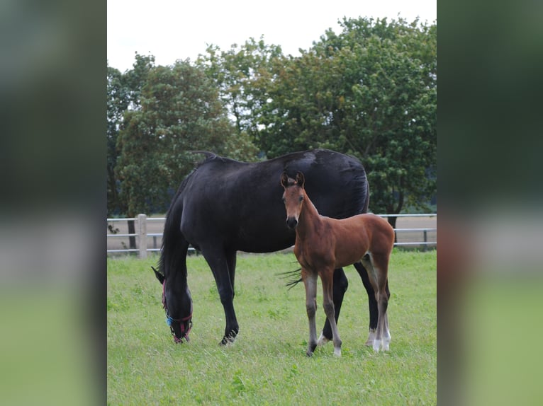 Trakehner Étalon 2 Ans Bai brun in Crivitz