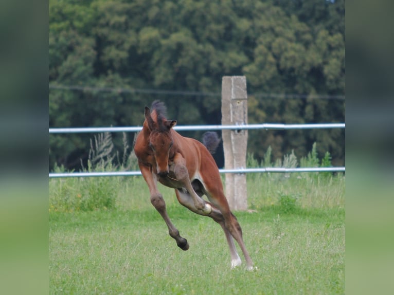 Trakehner Étalon 2 Ans Bai brun in Crivitz