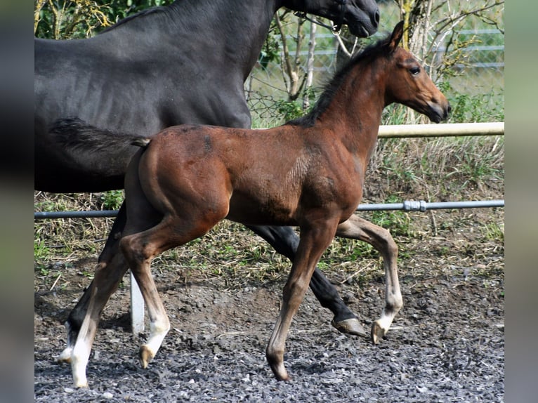 Trakehner Étalon 2 Ans Bai brun in Crivitz