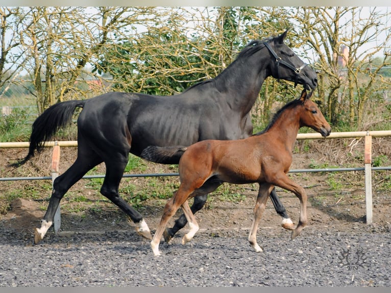 Trakehner Étalon 2 Ans Bai brun in Crivitz