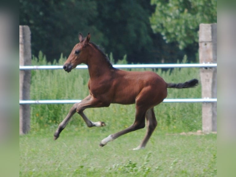 Trakehner Étalon 2 Ans Bai brun in Crivitz