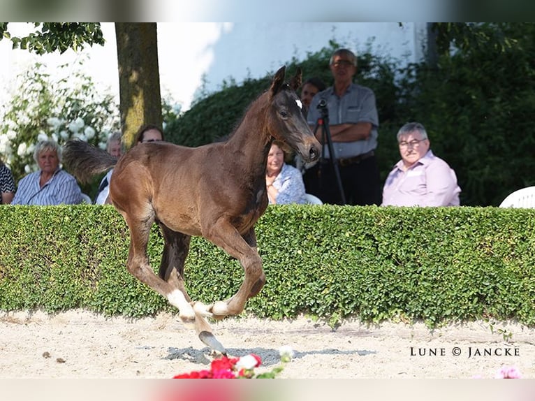 Trakehner Étalon 2 Ans Bai brun in Rheinberg