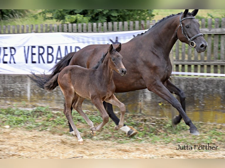 Trakehner Étalon 2 Ans Bai brun in Gammelsdorf