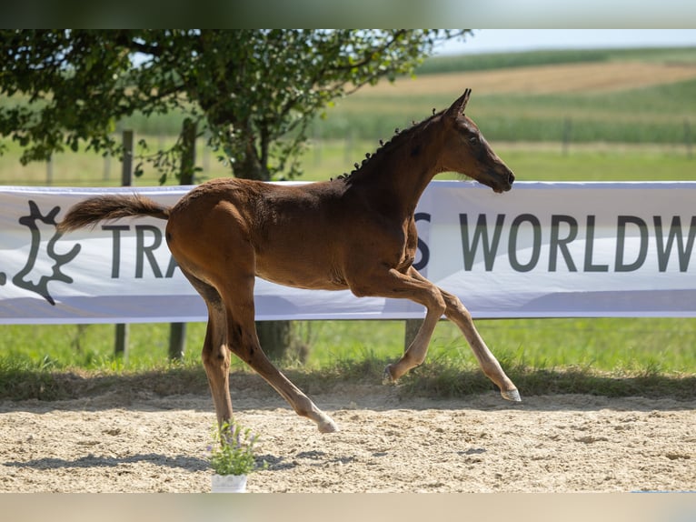 Trakehner Étalon 2 Ans Bai brun in Gammelsdorf