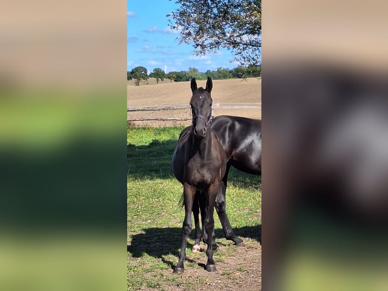Trakehner Étalon 2 Ans Bai brun foncé in Burow