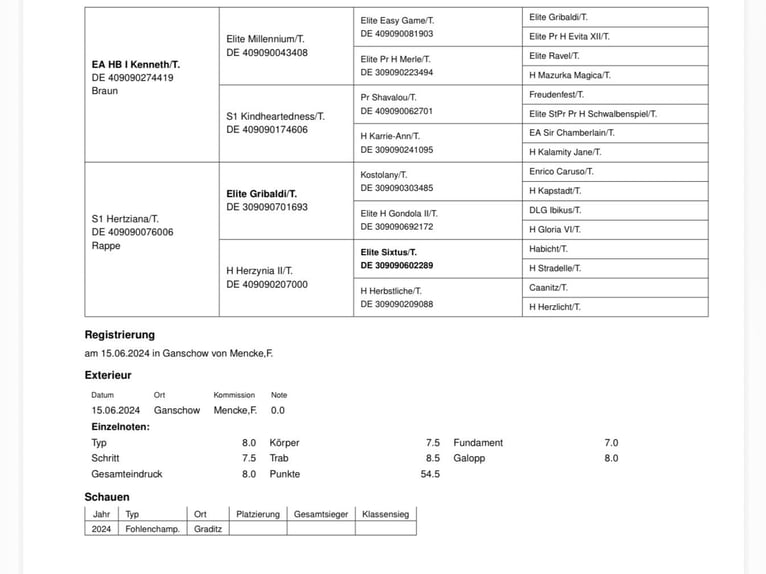 Trakehner Étalon 2 Ans Bai brun foncé in Burow