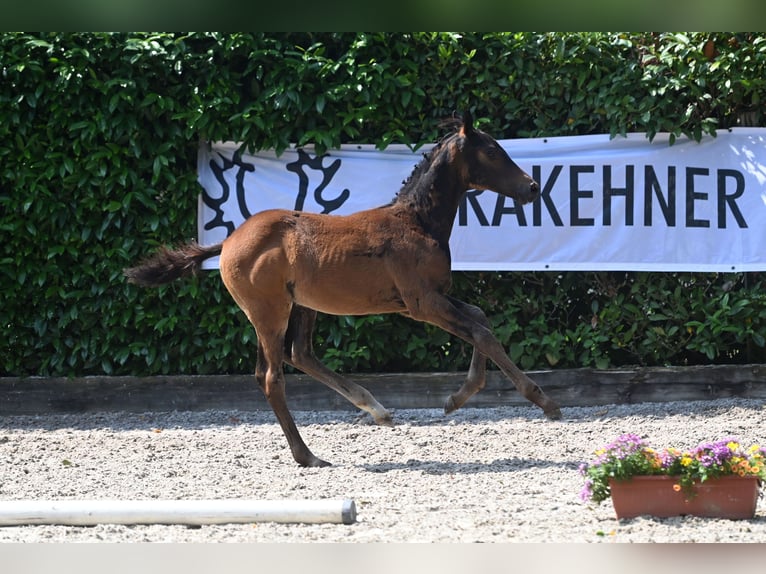 Trakehner Étalon 2 Ans Bai brun foncé in Rietberg