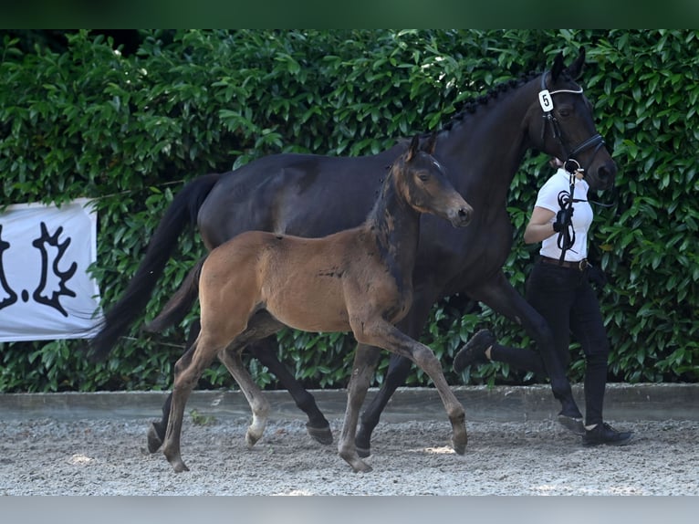 Trakehner Étalon 2 Ans Bai brun foncé in Rietberg