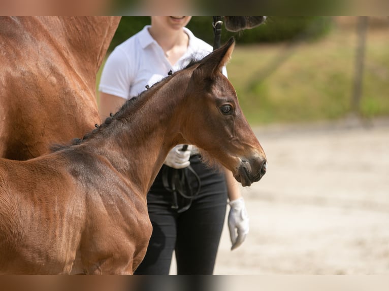 Trakehner Étalon 2 Ans Bai in Emmerthal