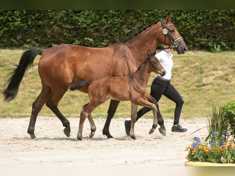 Trakehner Étalon 2 Ans Bai in Emmerthal