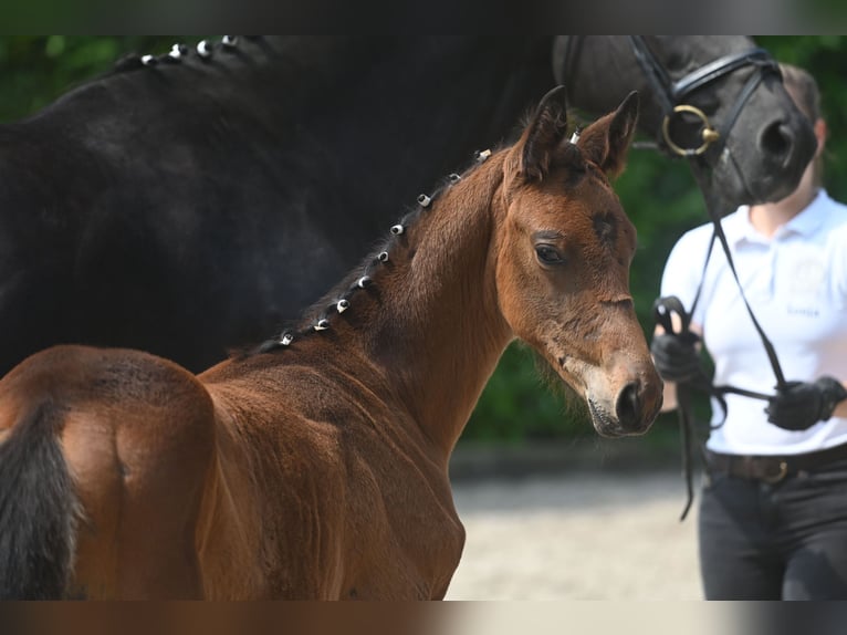 Trakehner Étalon 2 Ans Bai in Schwerte