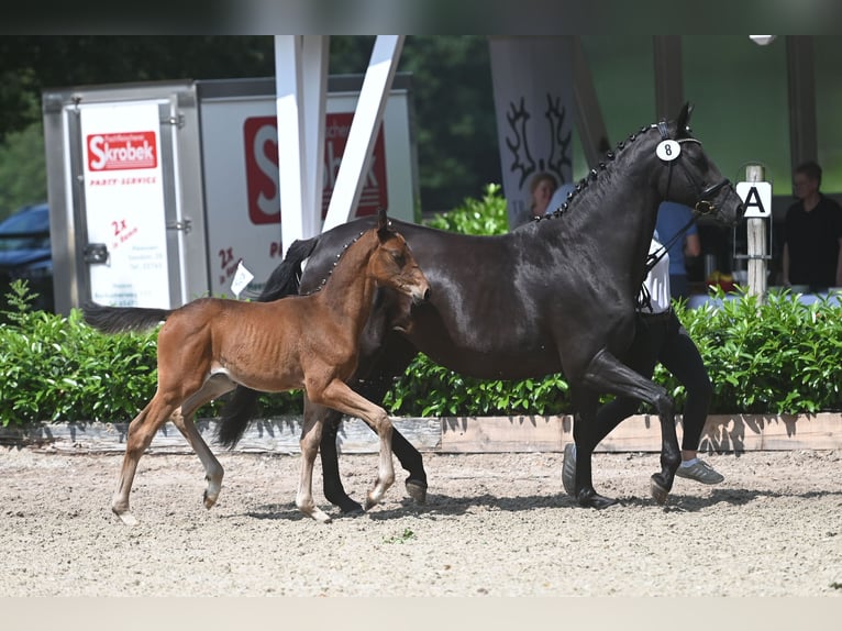 Trakehner Étalon 2 Ans Bai in Schwerte